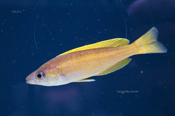 Cyprichromis microlepidotus 'Bemba'